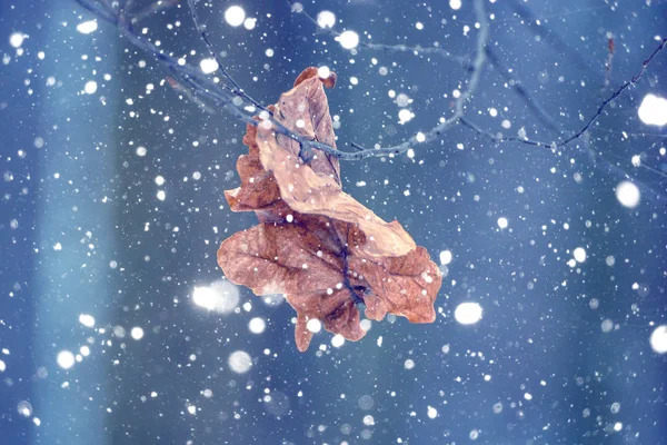 Фото Сухого Листа Темном Лесу Зимой Падающим Снегом — стоковое фото