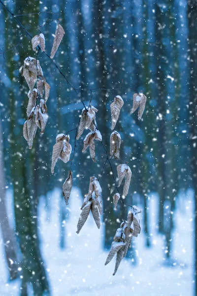 Foto Suché Listy Temném Lese Zimě Padající Sníh — Stock fotografie