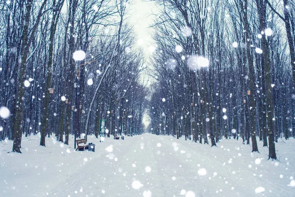Kış Parkta Güzel Karla Kaplı Yolda Fotoğrafı — Stok fotoğraf