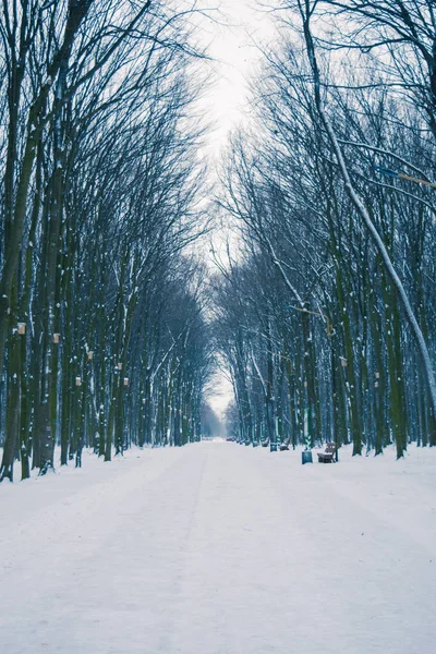 Kış Parkta Güzel Karla Kaplı Yolda Fotoğrafı — Stok fotoğraf