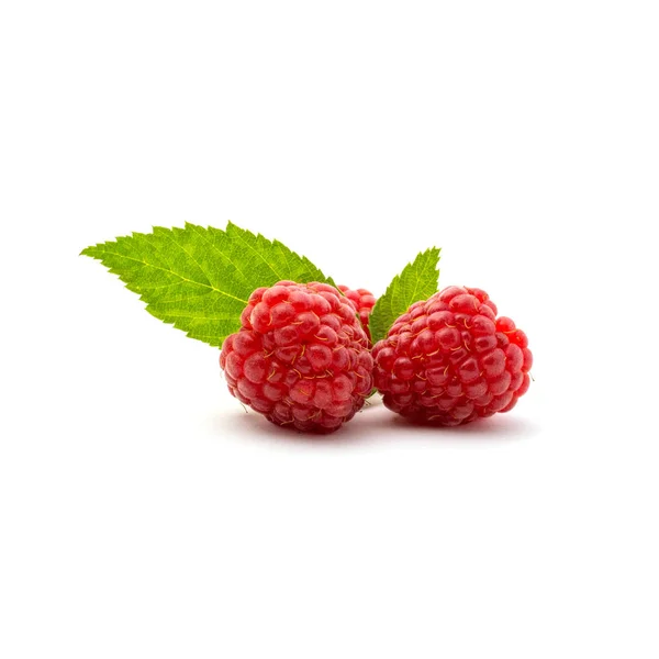 Photo Beautiful Fresh Red Raspberry Leaves Isolated White Background — Stock Photo, Image