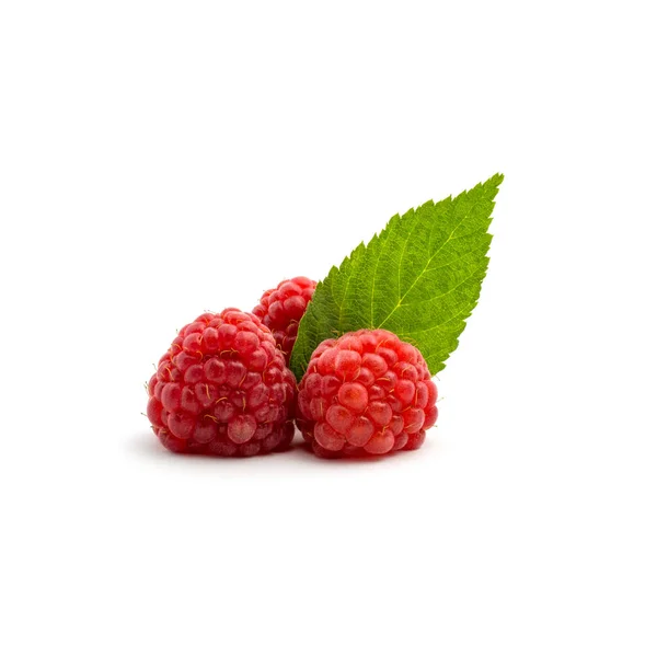 Photo Beautiful Fresh Red Raspberry Leaves Isolated White Background — Stock Photo, Image