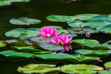 Yaz bir parkta bir göl güzel kırmızı su zambağı fotoğrafı yaprak