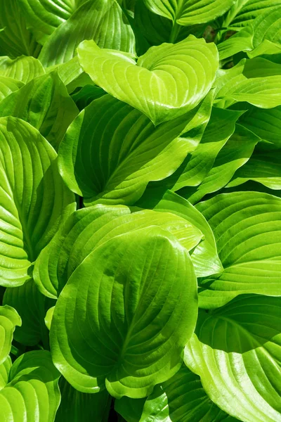 Foto Muitas Folhas Flores Verdes Bonitas Fundo Natureza — Fotografia de Stock