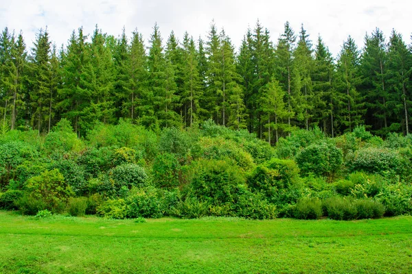 Foto Van Groene Boom Een Prachtig Park Zomer — Stockfoto