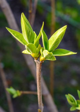 Bir genç yeşil ağaç dalı koyu arka plan üzerinde fotoğrafı