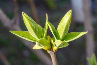 Bir genç yeşil ağaç dalı koyu arka plan üzerinde fotoğrafı