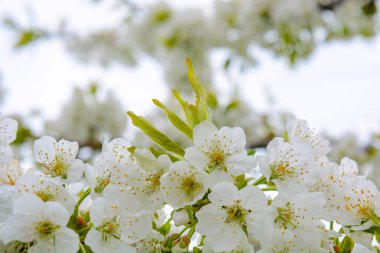 Gökyüzüne karşı fotoğraf güzel çiçek açan elma ağacının dalları