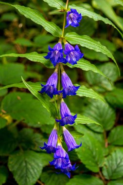 Güzel mavi menekşe vahşi çiçek Karpat Dağları'nda fotoğrafı