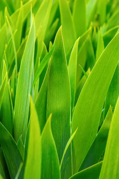 Photo Many Beautiful Green Flower Leaves Nature Background — Stock Photo, Image