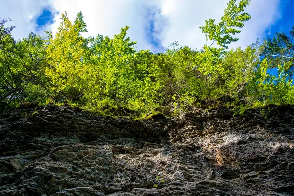 Φωτογραφία Από Όμορφο Πράσινο Δάσος Στο Βράχο Στα Καρπάθια Βουνά — Φωτογραφία Αρχείου