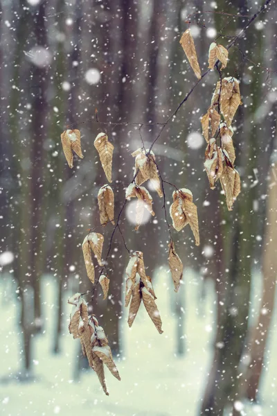 Kışın Yağan Kar Ile Karanlık Ormanda Fotoğrafı Kuru Yaprakları — Stok fotoğraf