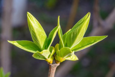 Bir genç yeşil ağaç dalı koyu arka plan üzerinde fotoğrafı