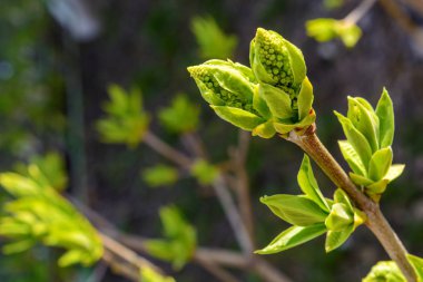 Bir genç yeşil ağaç dalı koyu arka plan üzerinde fotoğrafı