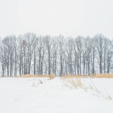 Karlı tarlanın yakınındaki birçok kış ağacının fotoğrafı.