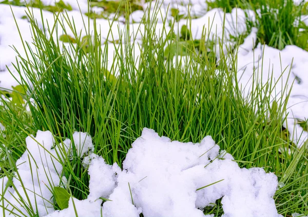 Baharda Yağan Kardan Sonra Güzel Yeşil Çimlerin Fotoğrafı — Stok fotoğraf