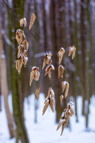 Kuru Fotoğrafı Karanlık Ormanda Kışın Yaprakları — Stok fotoğraf