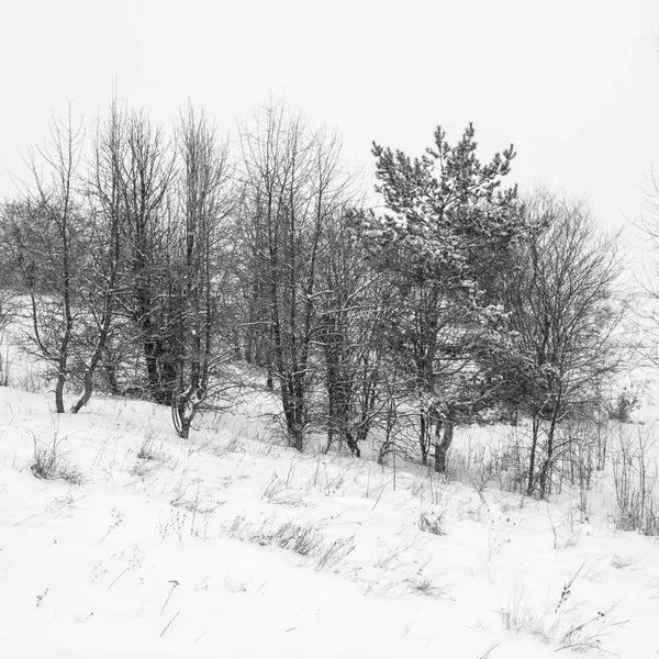 Foto Muchos Árboles Invierno Cerca Del Campo Cubierto Nieve —  Fotos de Stock