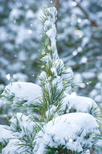 Fénykép Havas Karácsonyfa Téli Napon — Stock Fotó
