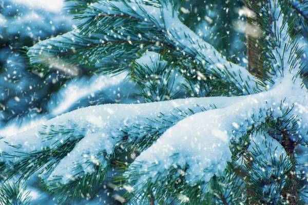 Kış Günü Karlı Noel Ağacı Fotoğrafı — Stok fotoğraf