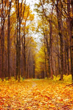Yaprakları ve yolları olan güzel turuncu sonbahar ormanının fotoğrafı.