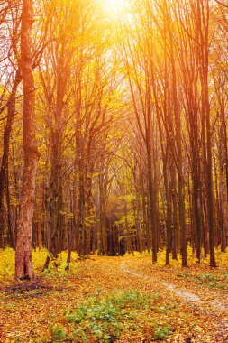 Yaprakları ve yolları olan güzel turuncu sonbahar ormanının fotoğrafı.
