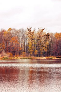 Güzel turuncu sonbahar orman göl yakınındaki yapraklarla fotoğrafı