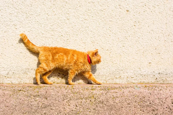 Portrait Beautiful Red Cat Red Belt Orange Wall Background — Stock Photo, Image