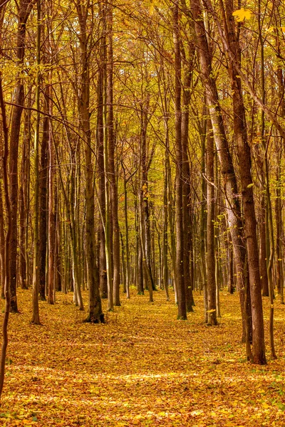 Foto Bela Floresta Outono Laranja Com Folhas Estrada — Fotografia de Stock