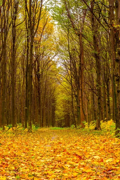 Φωτογραφία Από Όμορφο Πορτοκαλί Φθινόπωρο Δάσος Φύλλα Και Δρόμο — Φωτογραφία Αρχείου