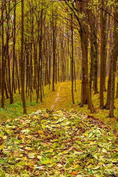 Φωτογραφία Από Όμορφο Πορτοκαλί Φθινόπωρο Δάσος Φύλλα Και Δρόμο — Φωτογραφία Αρχείου