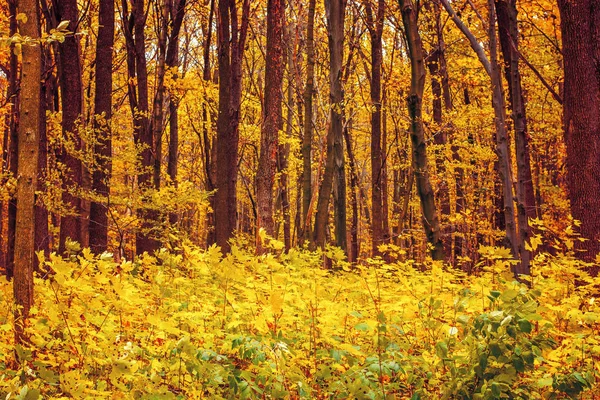 Foto Bela Floresta Outono Laranja Com Folhas — Fotografia de Stock