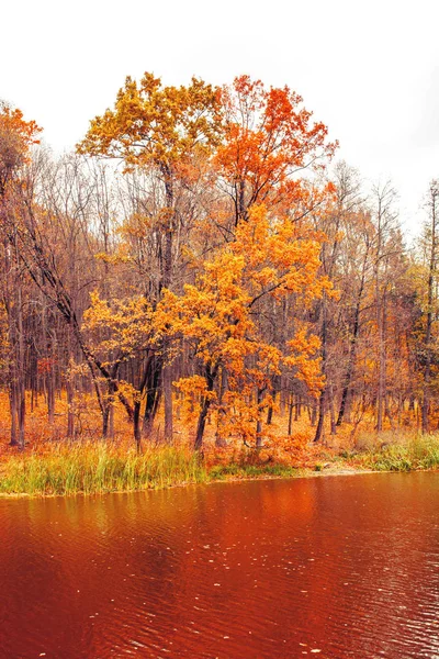 Foto Bela Floresta Outono Laranja Com Folhas Perto Lago — Fotografia de Stock