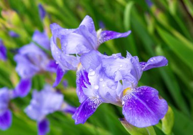 Yeşil yapraklı güzel menekşe çiçeklerinin fotoğrafı.