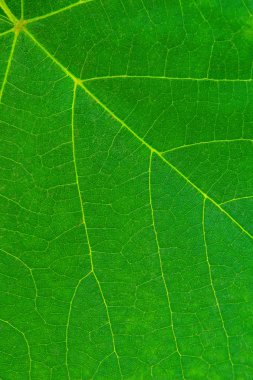 Güzel yeşil asma yaprağı dokusunun fotoğrafı.
