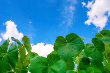 Mavi gökyüzü arka plan üzerinde fotoğraf güzel yeşil asma yaprakları