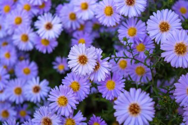 Yeşil yaprakları arka plan üzerinde güzel menekşe chamomiles fotoğrafı