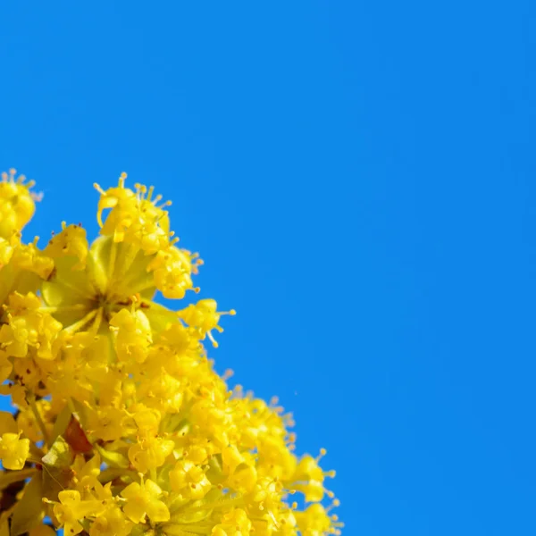 Foto Belo Galho Amarelo Florescendo Dogwood Jardim Primavera — Fotografia de Stock