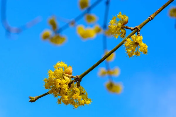 Photo Beautiful Blooming Yellow Twig Dogwood Garden Spring — Stock Photo, Image