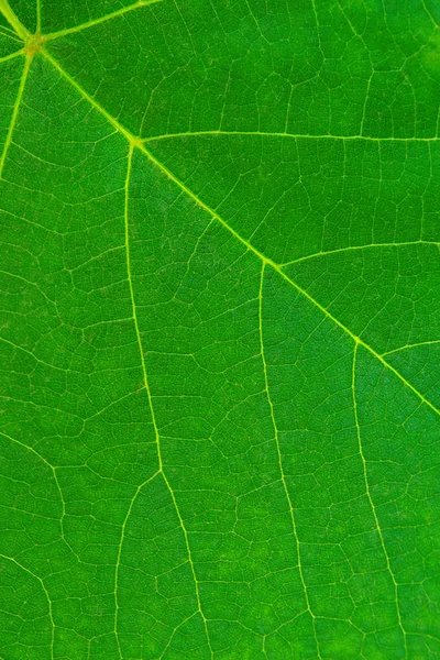 Photo Close Beautiful Green Vine Leaf Texture — Stock Photo, Image