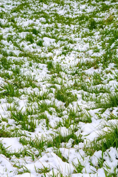 Фото Красивої Зеленої Трави Після Падіння Снігу Навесні — стокове фото