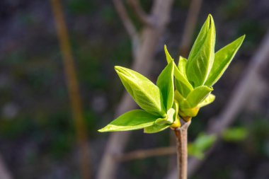 Bir genç yeşil ağaç dalı koyu arka plan üzerinde fotoğrafı