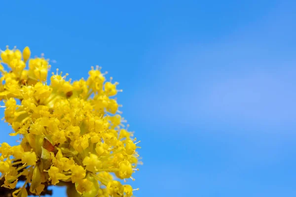 Fotografie Krásné Rozkvetlé Žluté Větvičky Zahradě Jaře — Stock fotografie