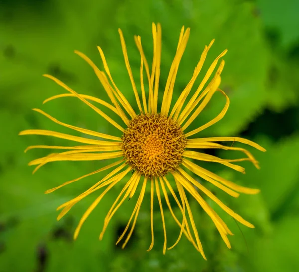 カルパチア山脈の美しい黄色の野生の花の写真 — ストック写真