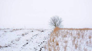 Kışın kar ile kaplı alan yapraklarda olmadan bir ağaç fotoğrafı