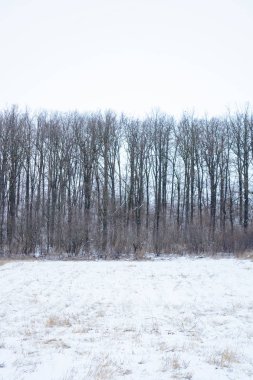 Kış yaprak döken orman alanı kar ile kaplı olan fotoğrafı