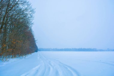 Karlı tarlanın yakınındaki birçok kış ağacının fotoğrafı.