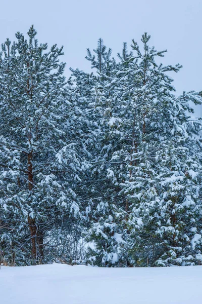 Karlı Tarlanın Yakınındaki Birçok Kış Ağacının Fotoğrafı — Stok fotoğraf