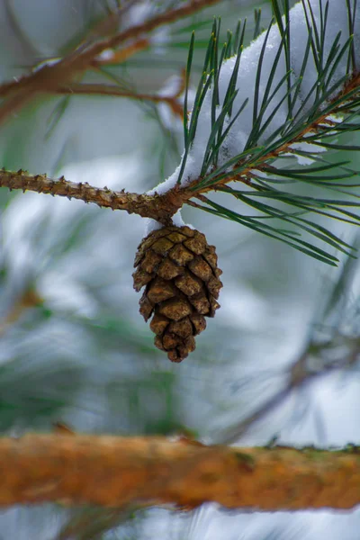 Photo Snowy Christmas Tree Branch Brown Cone Winter — Stock Photo, Image