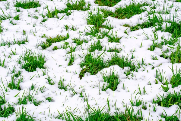 Baharda Yağan Kardan Sonra Güzel Yeşil Çimlerin Fotoğrafı — Stok fotoğraf
